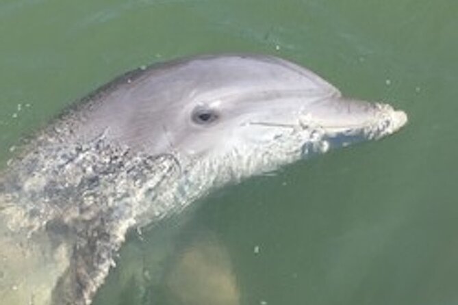 Hilton Head Dolphin Tour with Stop at Disappearing Island - Key Points to Know Before You Book