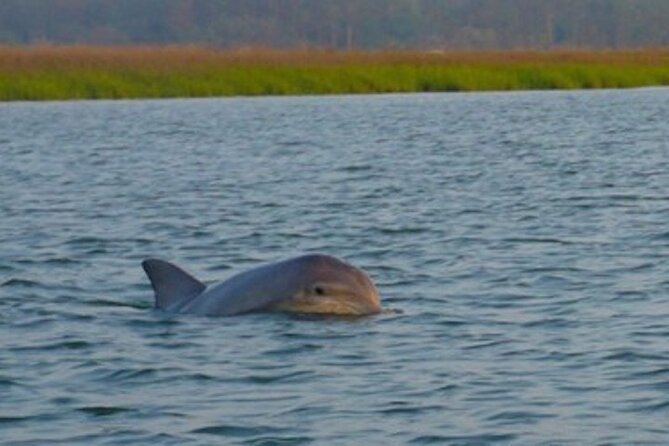Hilton Head Dolphin Tour with Stop at Disappearing Island - The Boat Ride Through Hilton Head’s Lowcountry Waters