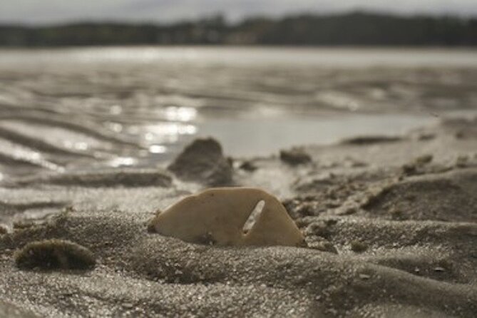 Hilton Head Dolphin Tour with Stop at Disappearing Island - What to Bring for a Better Outing