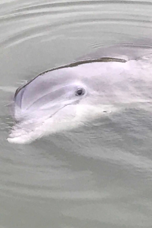 Hilton Head Island: 90-Minute Dolphin & Nature Tour - Key things to know before booking