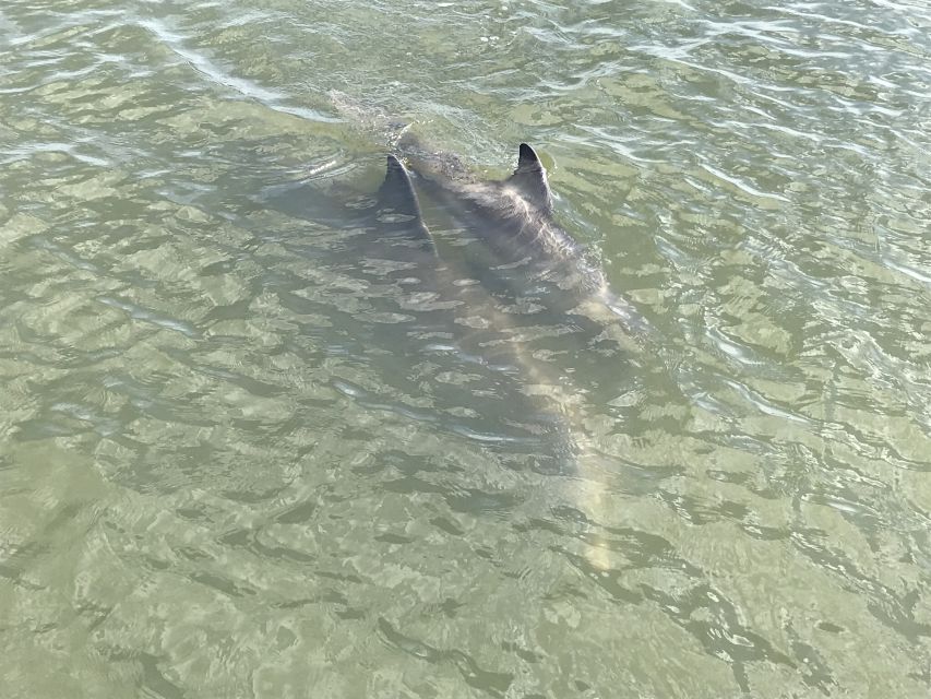 Hilton Head Island: 90-Minute Dolphin & Nature Tour - Who should book this Hilton Head boat tour