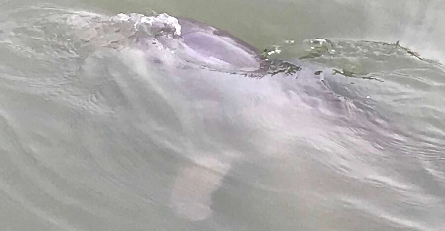 Hilton Head Island: 90-Minute Dolphin & Nature Tour - A friendly crew and plenty for children to do