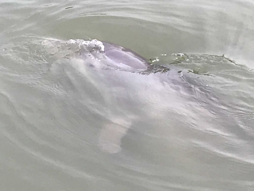 Hilton Head Island: 90-Minute Dolphin & Nature Tour - Finding the dock beneath the orange windsock