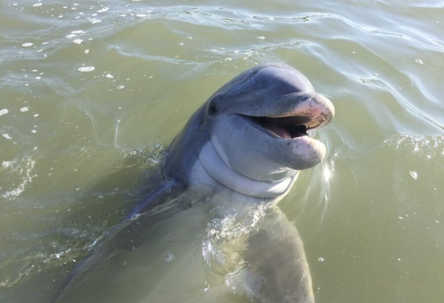 Hilton Head Island: Daytime Dolphin Watching Boat Tour - The 90-minute route through Hilton Head waters