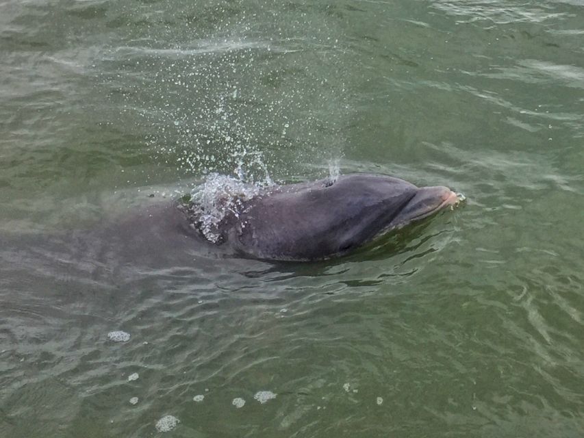 Hilton Head Island: Daytime Dolphin Watching Boat Tour - Should you book the Hilton Head dolphin tour?