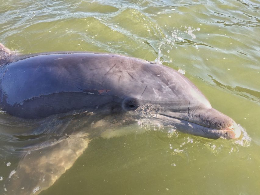 Hilton Head Island: Daytime Dolphin Watching Boat Tour - What dolphin watching is really like here