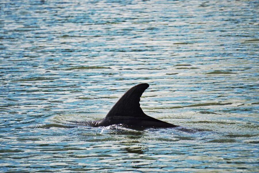 Hilton Head Island: Disappearing Island and Dolphin Tour - Setting Out From Lowcountry Watersports