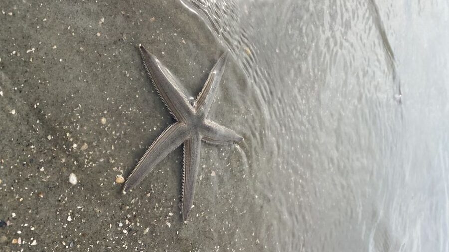 Hilton Head Island: Disappearing Island and Dolphin Tour - Stepping Onto Disappearing Island