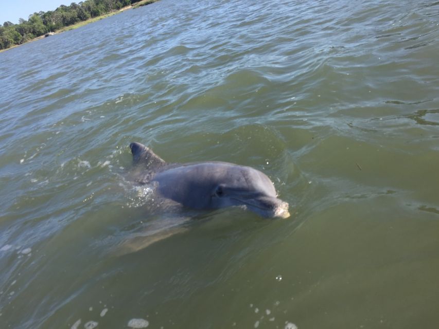 Hilton Head Island: Disappearing Island and Dolphin Tour - Dolphin Watching in Calibogue Sound