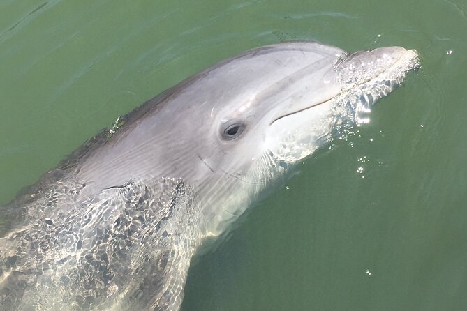 Hilton Head Island Dolphin Boat Cruise - Wildlife beyond the dolphins
