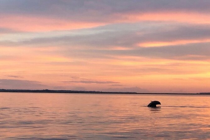 Hilton Head Island Dolphin Boat Cruise - Price, value, and what you receive