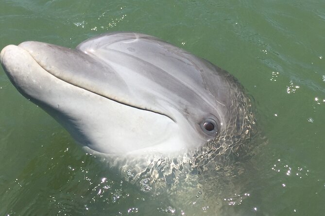 Hilton Head Island Dolphin Boat Cruise - How this cruise compares with a typical wildlife outing