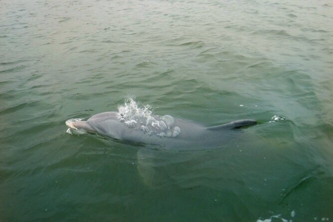 Hilton Head Island Dolphin Boat Cruise - What the narration adds