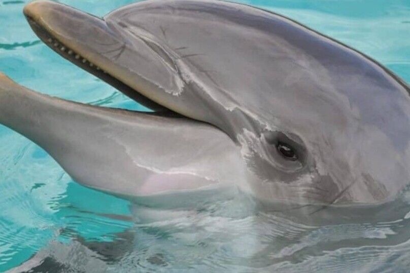 Hilton Head Island: Dolphin Cruise & Nature Tour - Why the 14-passenger boat makes a difference