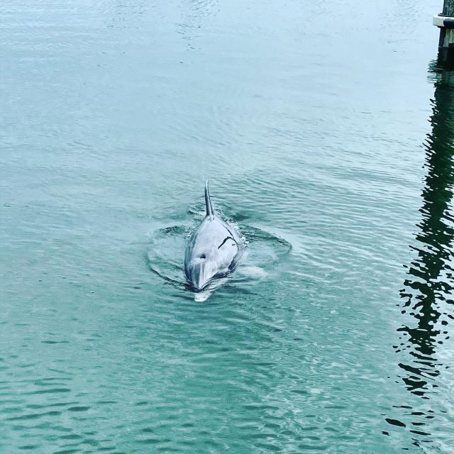 Hilton Head Island: Dolphin Cruise & Nature Tour - Watching bottlenose dolphins in the wild