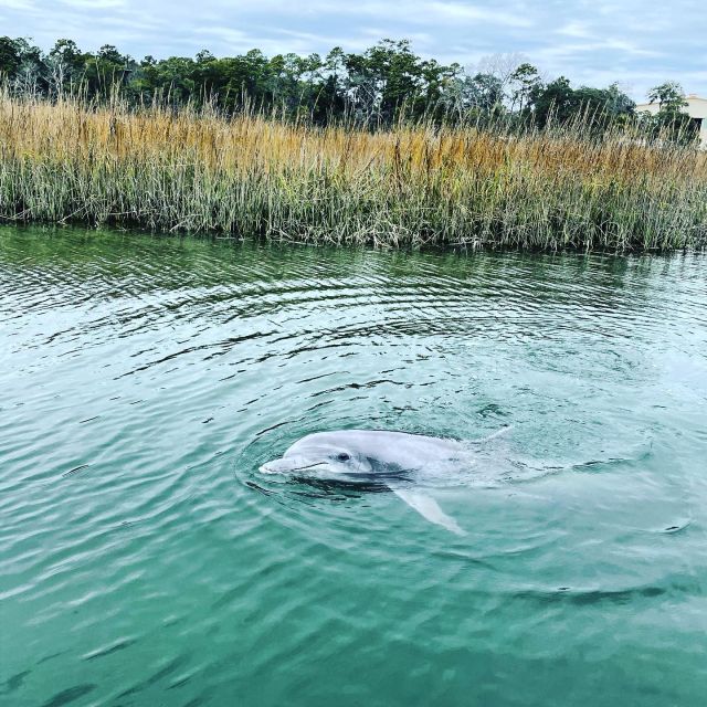 Hilton Head Island: Dolphin Cruise & Nature Tour - Setting out through Broad Creek
