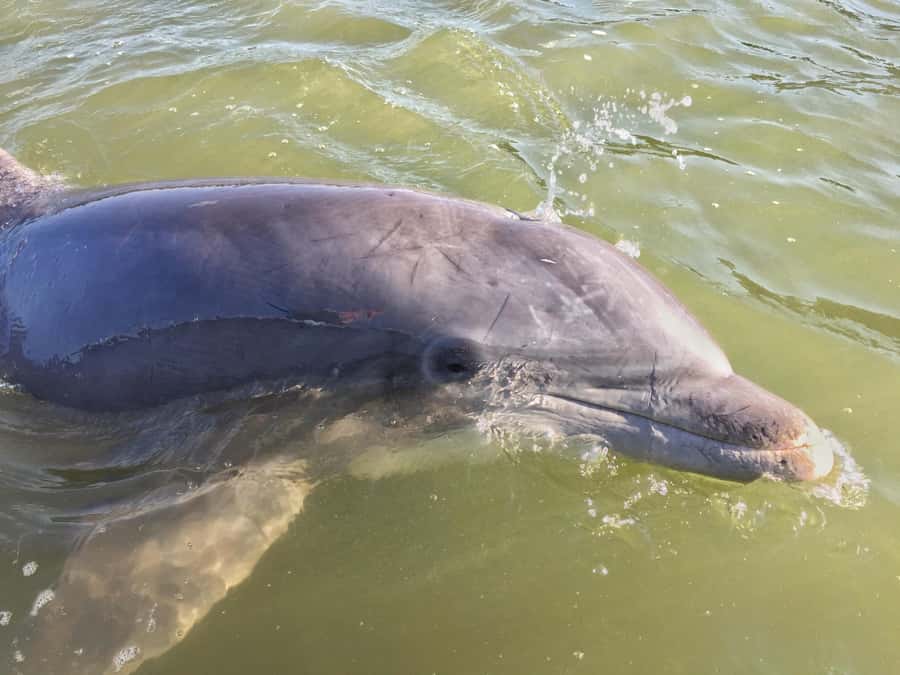 Hilton Head Island: Dolphin Tour at Sunset & Fireworks Show - Broad Creek sets the scene