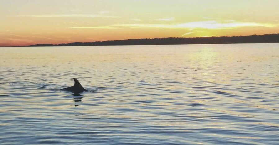 Hilton Head Island: Dolphin Watching 3-Course Dinner Cruise - The cruise route and dolphin search