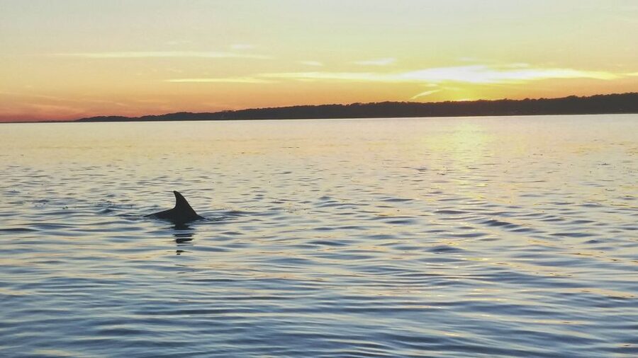 Hilton Head Island: Dolphin Watching 3-Course Dinner Cruise - Choosing between the upper and lower decks