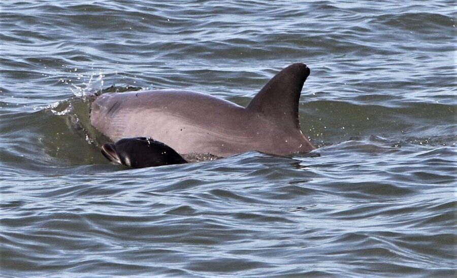 Hilton Head Island: Dolphin Watching Cruise with Donuts - Quick points to know