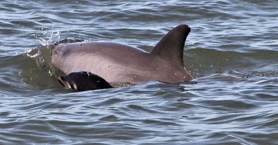 Hilton Head Island: Dolphin Watching Cruise with Donuts - Why the dolphin search feels worthwhile