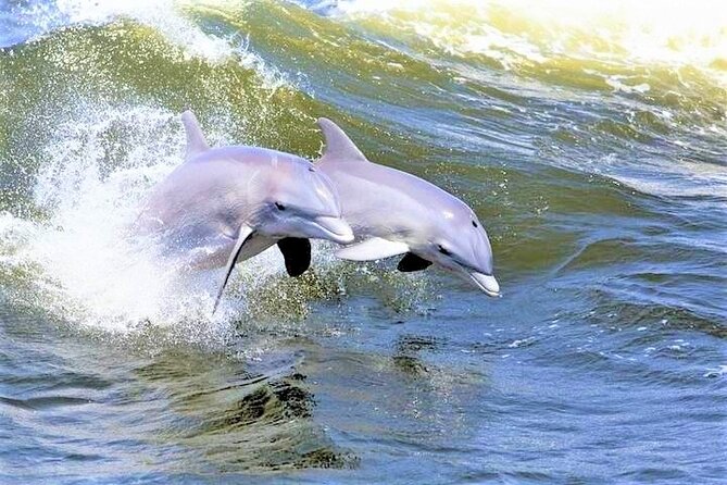 Hilton Head Island Ocean Dolphin Cruise - Key points to know before you go