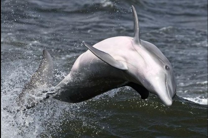 Hilton Head Island Ocean Dolphin Cruise - South Beach, Daufuskie Island, and Bull Island