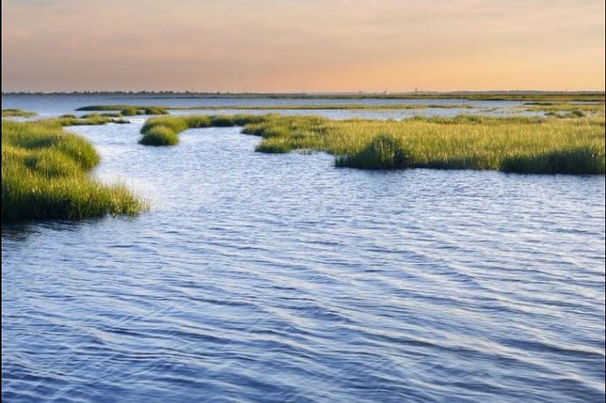 Hilton Head Island: Ocean Dolphin Cruise - The First Dolphin Search