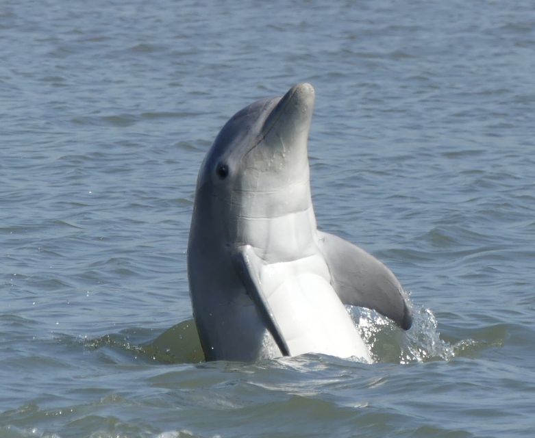 Hilton Head Island: Private Dolphin and Nature Tour - Key points at a glance
