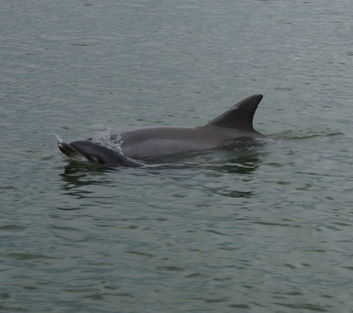 Hilton Head Island: Private Dolphin and Nature Tour - Should you book the Hilton Head dolphin tour?