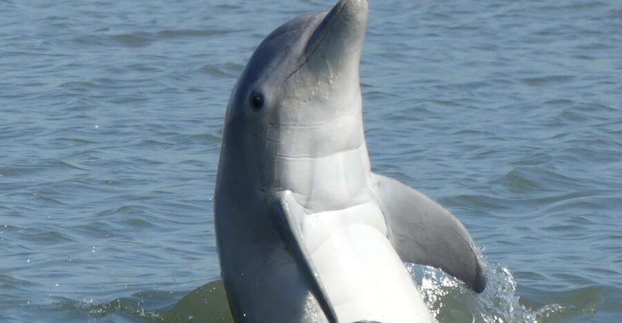 Hilton Head Island: Private Dolphin and Nature Tour - What the 90-minute cruise is really like