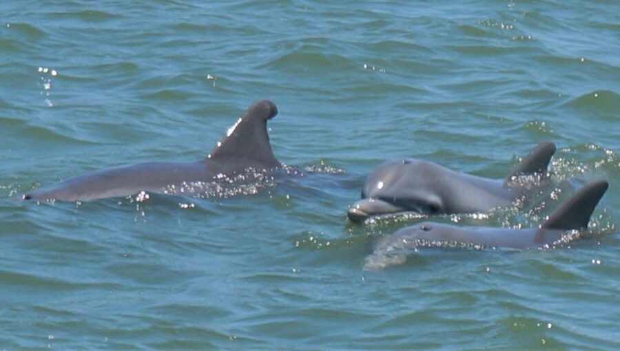 Hilton Head Island: Private Dolphin and Nature Tour - Wildlife beyond the dolphins