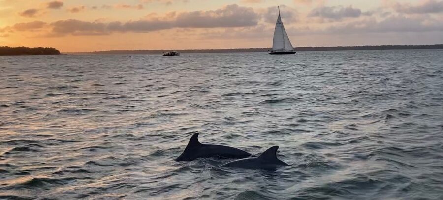 Hilton Head Island: Private Dolphin and Nature Tour - Why the private format is worth the price