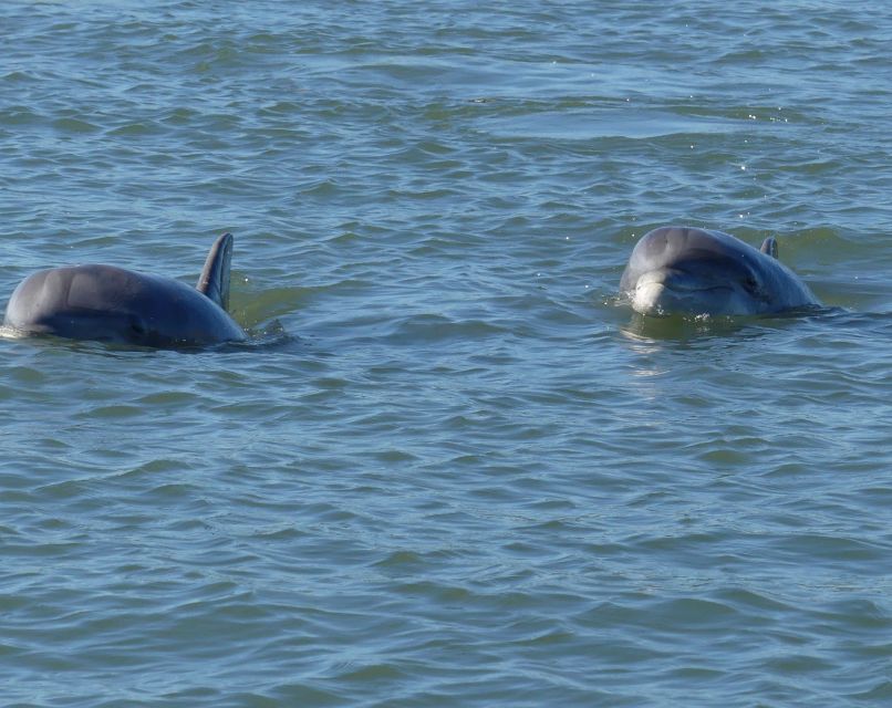 Hilton Head Island: Private Dolphin and Nature Tour - Who will enjoy this tour most
