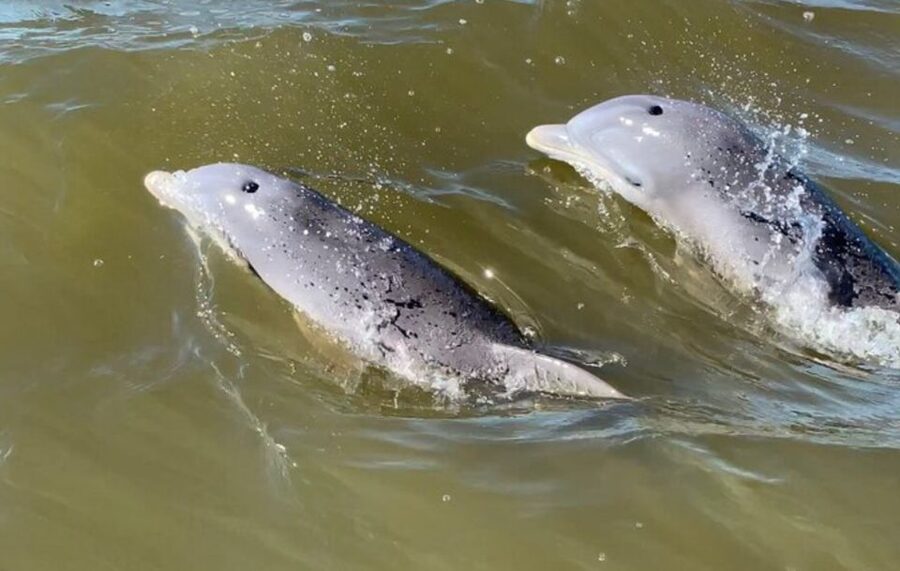 Hilton Head Island: Private Dolphin and Nature Tour - Practical advice before you go