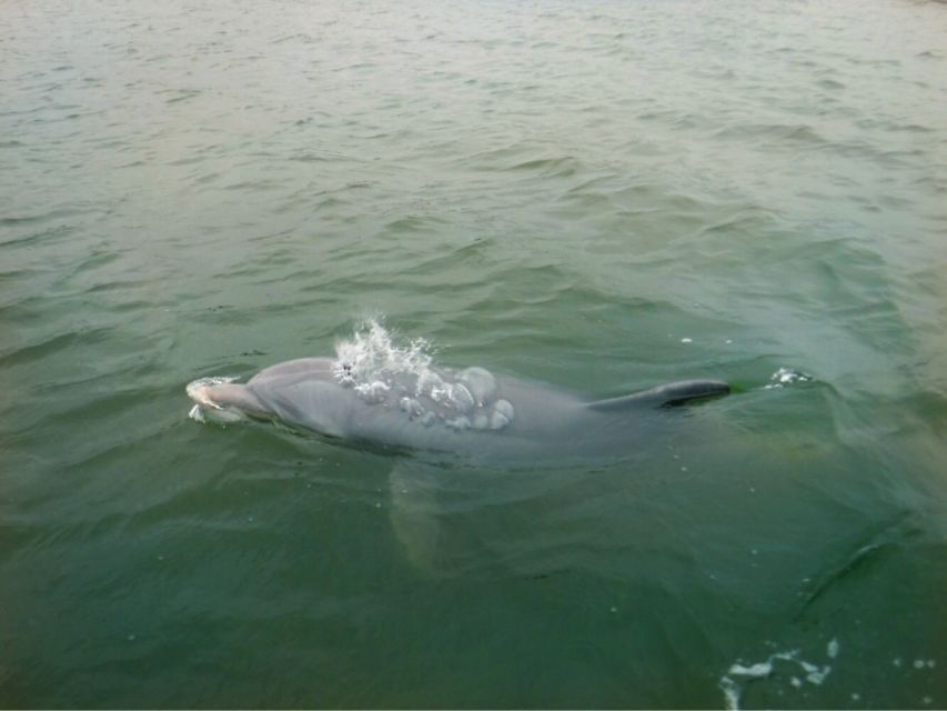 Hilton Head Island: Private Dolphin Watching Boat Tour - Five things to know before you go