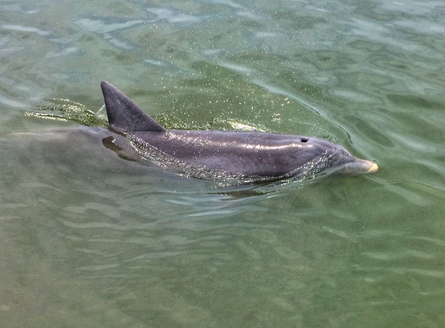 Hilton Head Island: Private Dolphin Watching Boat Tour - Harbour Town from the water