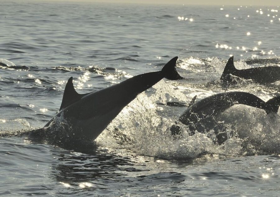 Hilton Head Island: Sunset Dolphin Cruise - Who will enjoy this cruise most?