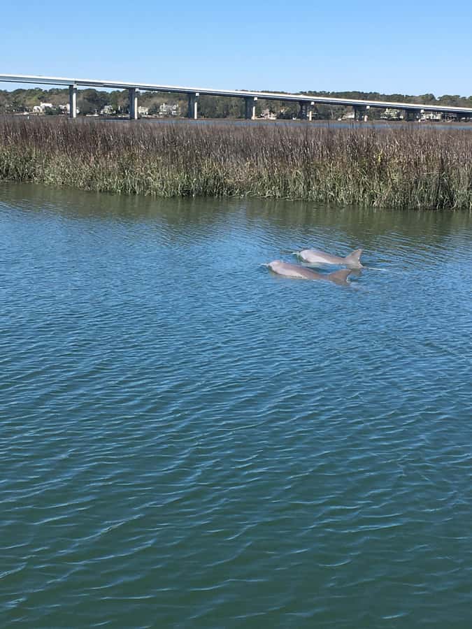 Hilton Head Island: Sunset Dolphin Watching Cruise - What the 90 Minutes Feel Like