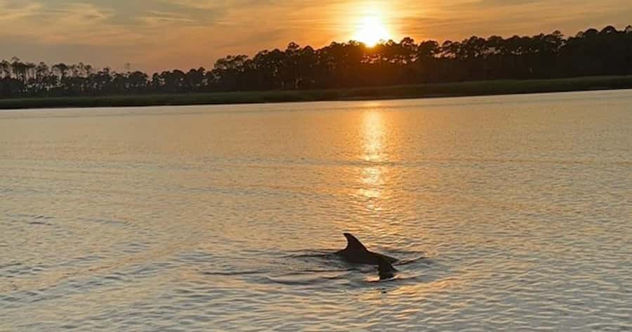 Hilton Head Island: Sunset Dolphin Watching Tour - Key Details Before You Book