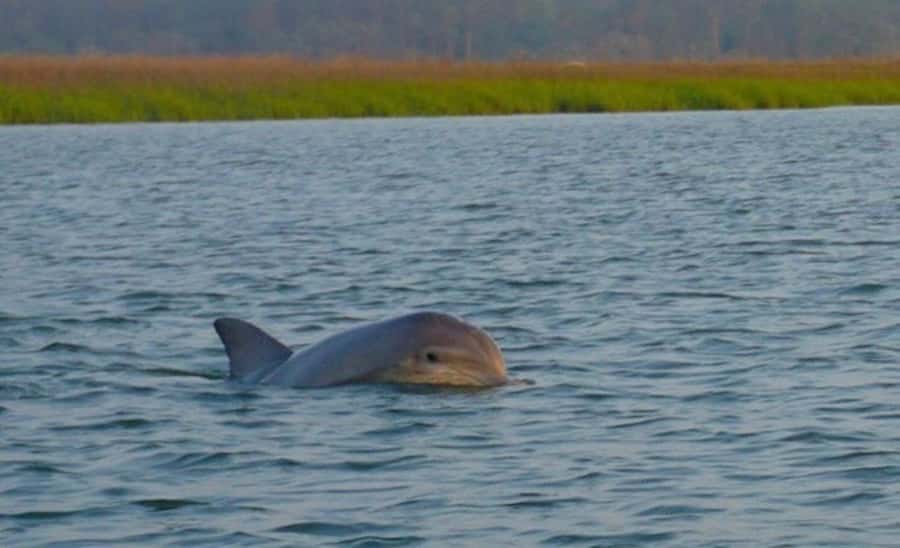 Hilton Head Island: Sunset Dolphin Watching Tour - Finding Dolphins With the Crew
