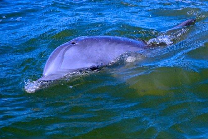 Hilton Head Morning Dolphins & Donuts Cruise - Why this early Hilton Head cruise works so well