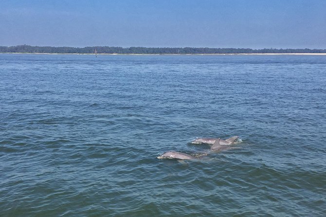 Hilton Head Morning Dolphins & Donuts Cruise - Boat comfort, group size, and what to expect onboard