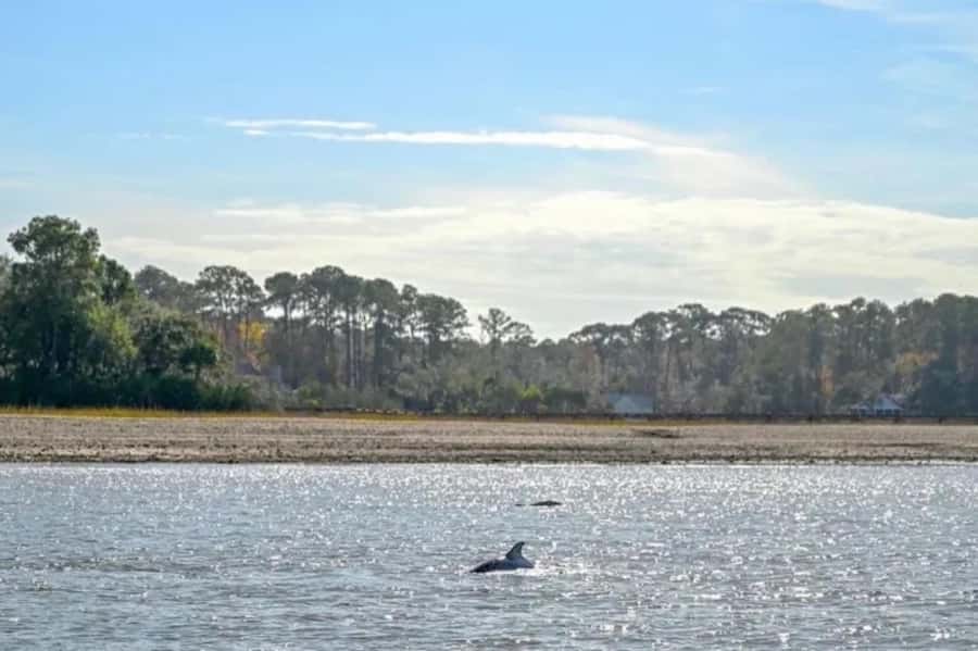 Hilton Head: Private Dolphins & Tubing Adventure - Cruising through Hilton Head’s Lowcountry waters