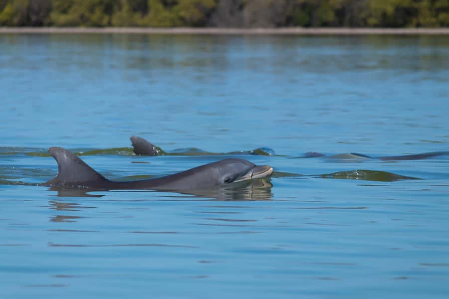 Hilton Head: Sunset Dolphin Cruise with Scenic Views - Searching for dolphins in the salt marsh