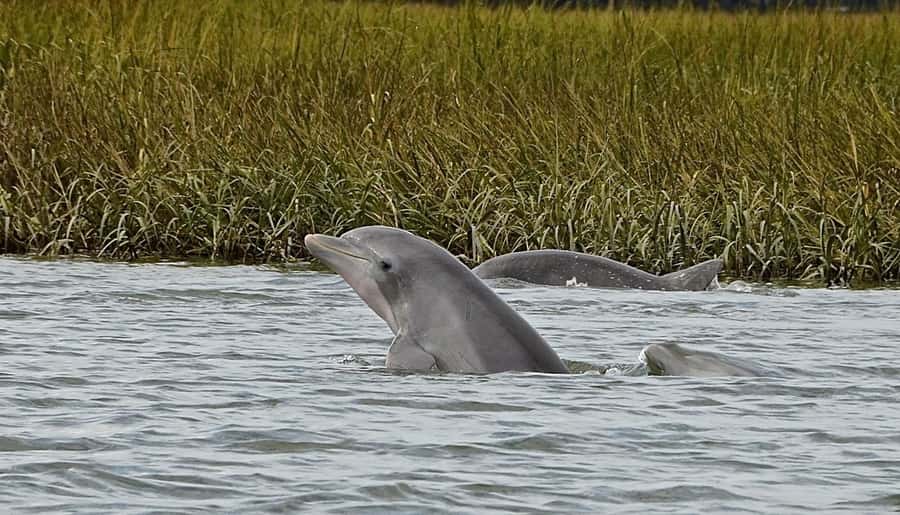 Hilton Head: Sunset Dolphin Cruise with Scenic Views - What the 90-minute route feels like