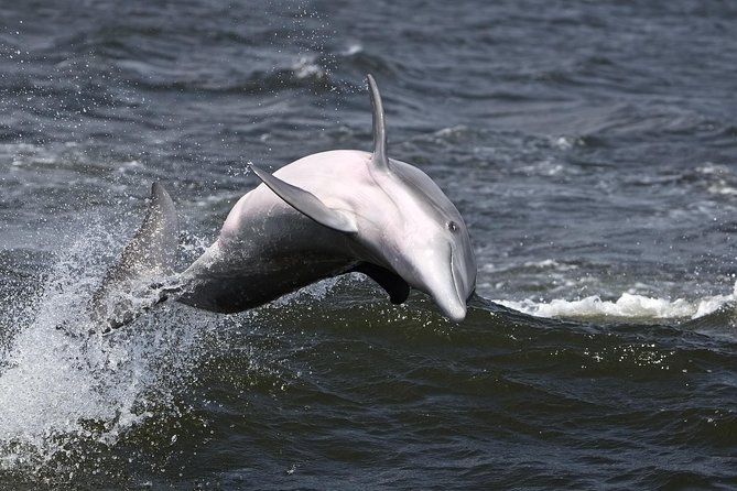 Hilton Head Sunset Dolphin Watching Cruise - Finding dolphins in their natural home