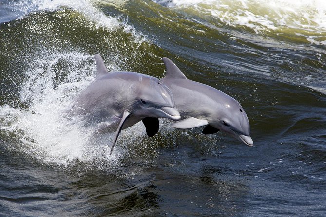 Hilton Head Sunset Dolphin Watching Cruise - Food, drinks, seating, and comfort