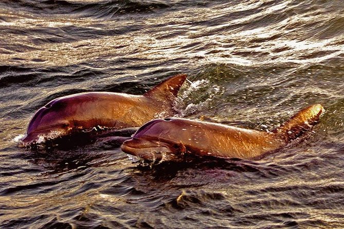Hilton Head Sunset Dolphin Watching Cruise - Is $50 a good value?