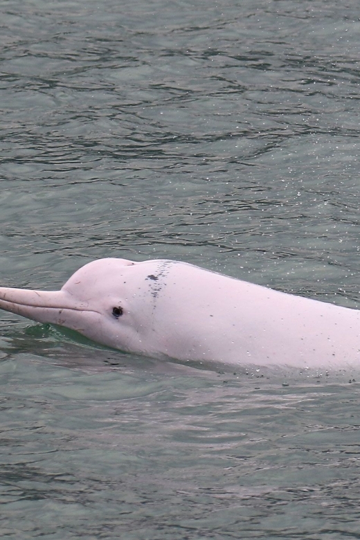 Hong Kong: Dolphin Cruise, Big Buddha & Lantau Island Tour - Why this Lantau day trip works